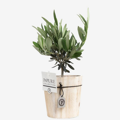 Mini Olive Tree With Pot, Houseplant Real Indoor Plant for Office, Home, Bedroom, Kitchen and Living Room