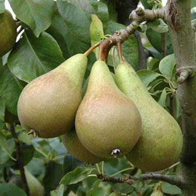Mini Orchard Fruit Tree Collection, 3 Bare Root Compact Fruit Trees, Apple, Pear & Plum