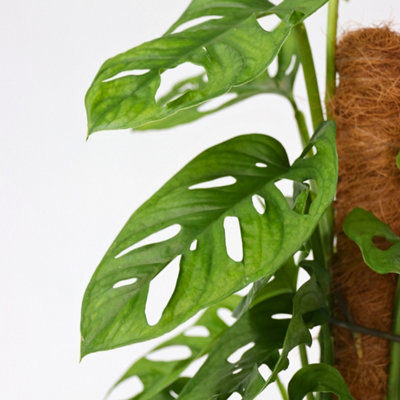 Mini Swiss Cheese Plant - Monstera adansonii Monkey Mask - H60-70cm - Pot  16cm