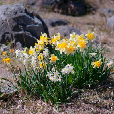 Miniature Daffodil Rockgarden Mix Bulbs - Early Spring Colour Borders ...