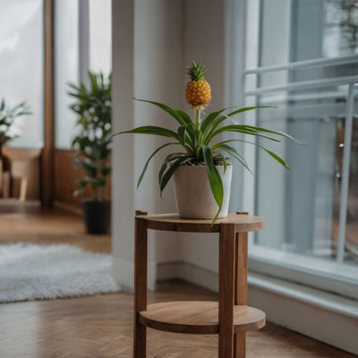 Pianta di ananas - 2 Pezzi - Ananas comosus 'Mi Amigo' - Altezza 35-45cm - ⌀12cm | Leroy Merlin