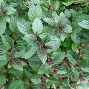 Mint Chocolate (10-20cm Height Including Pot) Garden Herb Plant - Aromatic Perennial, Compact Size