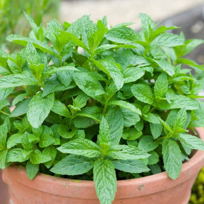 Mint Herb Plant in 14cm Pot - Mentha for Culinary Use | DIY at B&Q