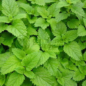 Mint Lemon (10-20cm Height Including Pot) Garden Herb Plant - Aromatic Perennial, Compact Size