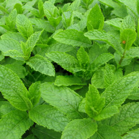 Mint Moroccan (10-20cm Height Including Pot) Garden Herb Plant - Aromatic Perennial, Compact Size