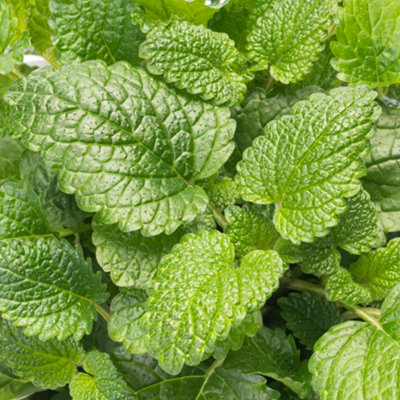 Mint Moroccan Garden Plant - Aromatic Perennial, Compact Size (15-20cm Height Including Pot)