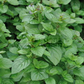 Mint Orange (10-20cm Height Including Pot) Garden Herb Plant - Aromatic Perennial, Compact Size
