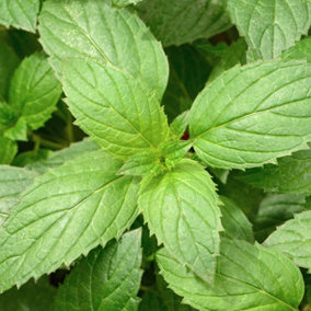 Mint Peppermint Garden Plant - Aromatic Perennial, Compact Size (15-20cm Height Including Pot)
