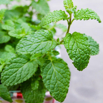 Mint Strawberry Herb Plant - Aromatic Leaves, Compact Growth, Versatile Herb (5-15cm Height Including Pot)