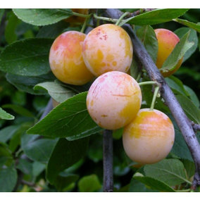 Mirabelle De Nancy Dwarf Patio Plum Fruit Tree 3-4ft Supplied in a 5 Litre Pot