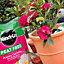 Miracle Gro Azalea Ericaceous Pot Compost Camellia Rhododendron Peat Free 10L