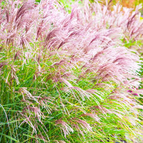 Miscanthus Ferner Osten - Ornamental Grass with Pink Flowers (20-30cm Height Including Pot)