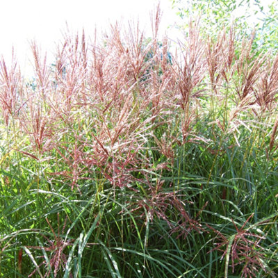 Miscanthus Ferner Osten - Ornamental Grass with Pink Flowers (20-30cm Height Including Pot)