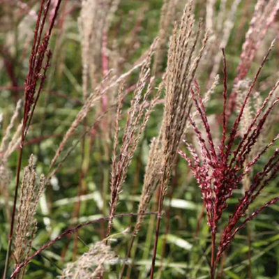 Miscanthus Ferner Osten - Ornamental Grass with Pink Flowers (20-30cm Height Including Pot) - 3