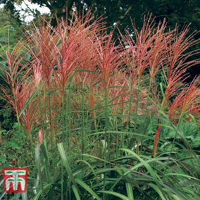 Miscanthus (Grass) Purpurascens Potted Plant 9cm Pot  x 3