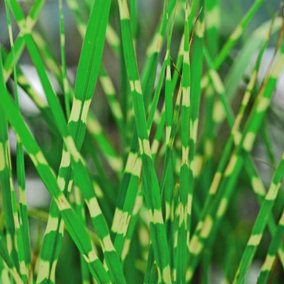 Miscanthus (Grass) Sinensis Zebrinus 4 Litre Potted Plant x 1