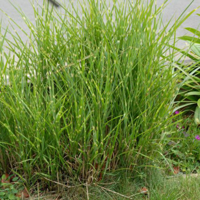 Miscanthus (Grass) Sinensis Zebrinus 4 Litre Potted Plant x 1