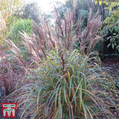 Miscanthus (Grass) Volcano 12cm Potted Plant x 1