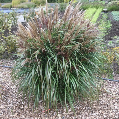 Miscanthus (Grass) Volcano 12cm Potted Plant x 2