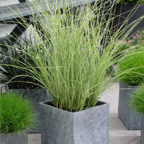 Miscanthus Morning Light Garden Plant - Ornamental Grass, Compact Size (20-30cm Height Including Pot)