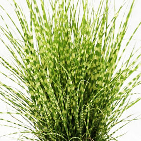 Miscanthus Strictus Garden Plant - Ornamental Grass, Compact Size (20-30cm Height Including Pot)