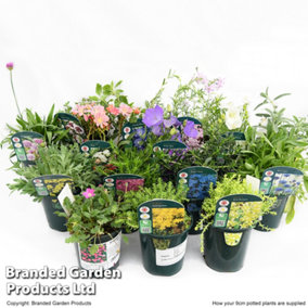 Mixed Alpine Plant Collection -  Outdoor Garden Plants, Ideal for Pots and Containers (12 Plants)