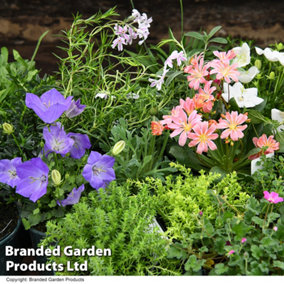 Mixed Alpine Plant Collection -  Outdoor Garden Plants, Ideal for Pots and Containers (24 Plants)