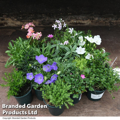 Mixed Alpine Plant Collection -  Outdoor Garden Plants, Ideal for Pots and Containers (6 Plants)