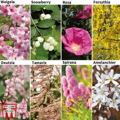 Mixed Bare Root Shrub Collection - 8 Plants