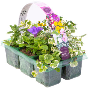 Mixed Basket Plants: Diverse Harmony, Vibrant Variety, 6 Pack Delight (Ideal for Baskets)