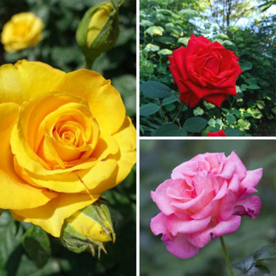 Mixed Breeders Collection Roses 3 Bare Root Plants