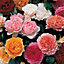 Mixed Colour Classic English Shrub Rose Collection 5 Bare Root Bushes