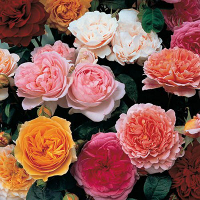 Mixed Colour Classic English Shrub Rose Collection 5 Bare Root Bushes ...