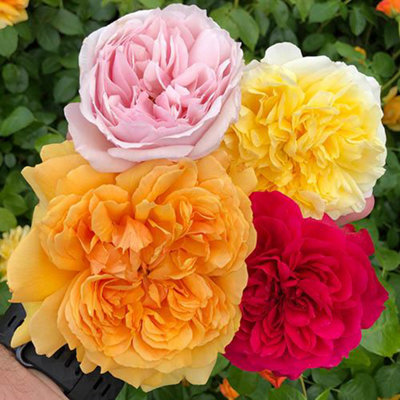 Mixed Colour Classic English Shrub Rose Collection 5 Bare Root Bushes