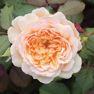 Mixed Colour Classic English Shrub Rose Collection 5 Bare Root Bushes - 3