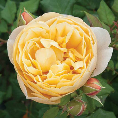 Mixed Colour Classic English Shrub Rose Collection 5 Bare Root Bushes - 5