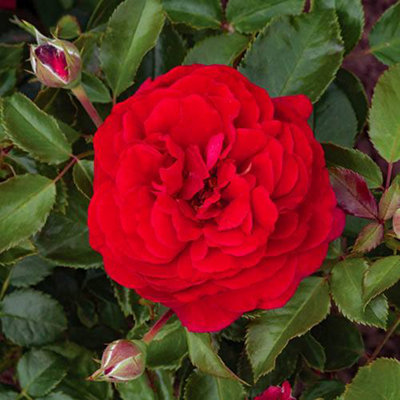 Mixed Colour Classic English Shrub Rose Collection 5 Bare Root Bushes - 6