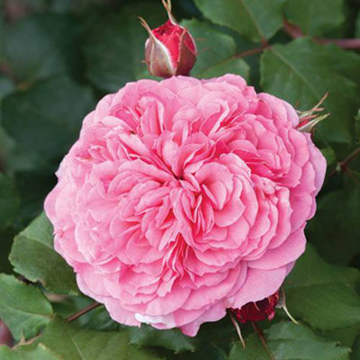 Mixed Colour Classic English Shrub Rose Collection 5 Bare Root Bushes - 7