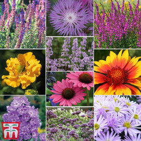 Mixed Cottage Garden Perennials - 12 Potted  Plants (9cm Pots) - Easy Care, Add Colour to Garden Borders