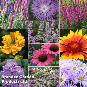 Mixed Cottage Garden Perennials - 18 Potted Plants (9cm Pots) - Easy Care, Add Colour to Garden Borders