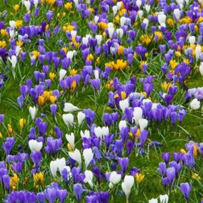 Mixed Crocus Bulbs Spring Flowering Collection Hardy Corms With