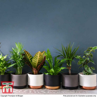 B&q plants hotsell