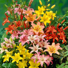 Mixed Longiflorum Asiatic LA hybrid Lilies in bold colours x 25 Bulbs