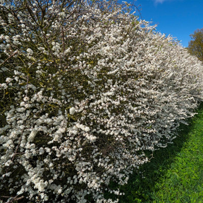Mixed Native Hedging Collection of 50 Hedges height 40-60cm