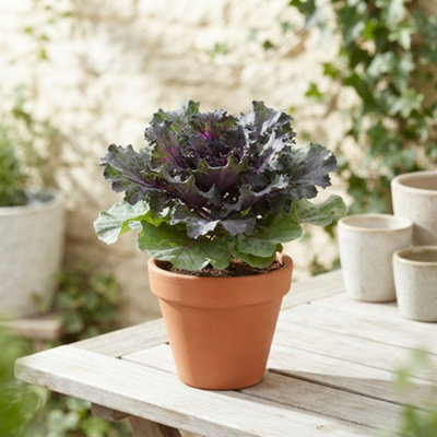 Mixed Ornamental Brassica - 13cm Pot