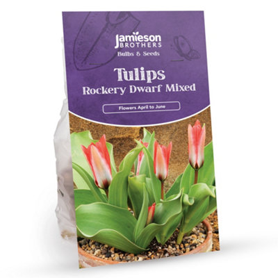 Mixed Rockery Dwarf Tulip Bulbs (64 bulbs) by Jamieson Brothers DIY