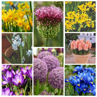 Mixed Spring Bulbs for Borders Rockeries & Containers - Colourful ...