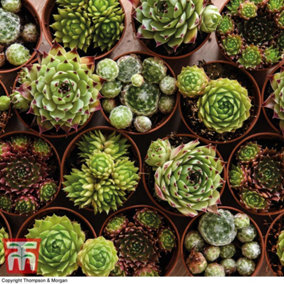 Mixed Succulent Houseplants - 10 Potted Plants