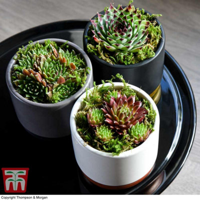 Mixed Succulent Houseplants - 5 Potted Plants
