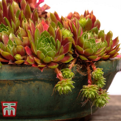 Mixed Succulent Houseplants - 5 Potted Plants